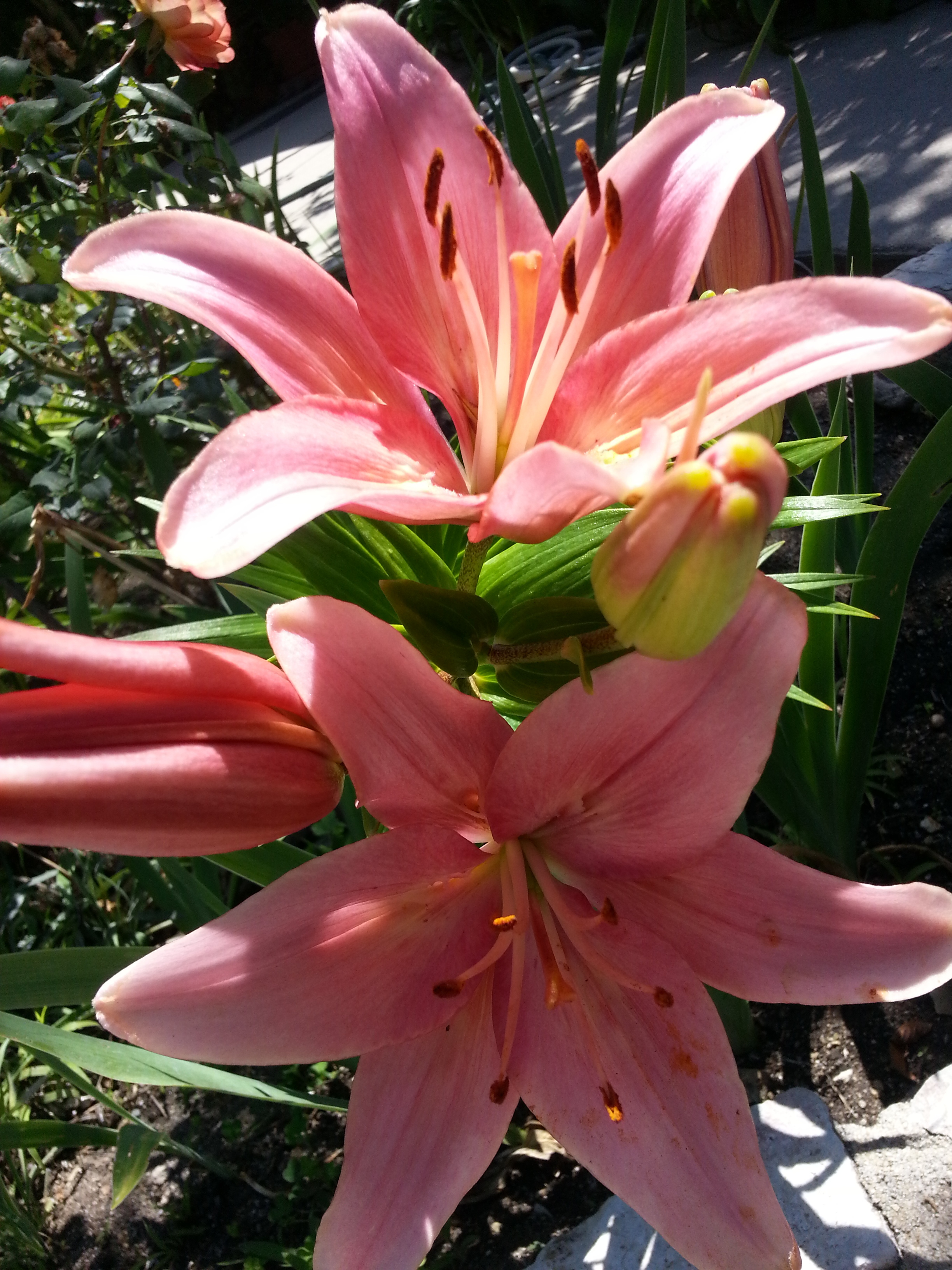 Name:  20130614_150925.jpg
Views: 1466
Size:  2.33 MB
