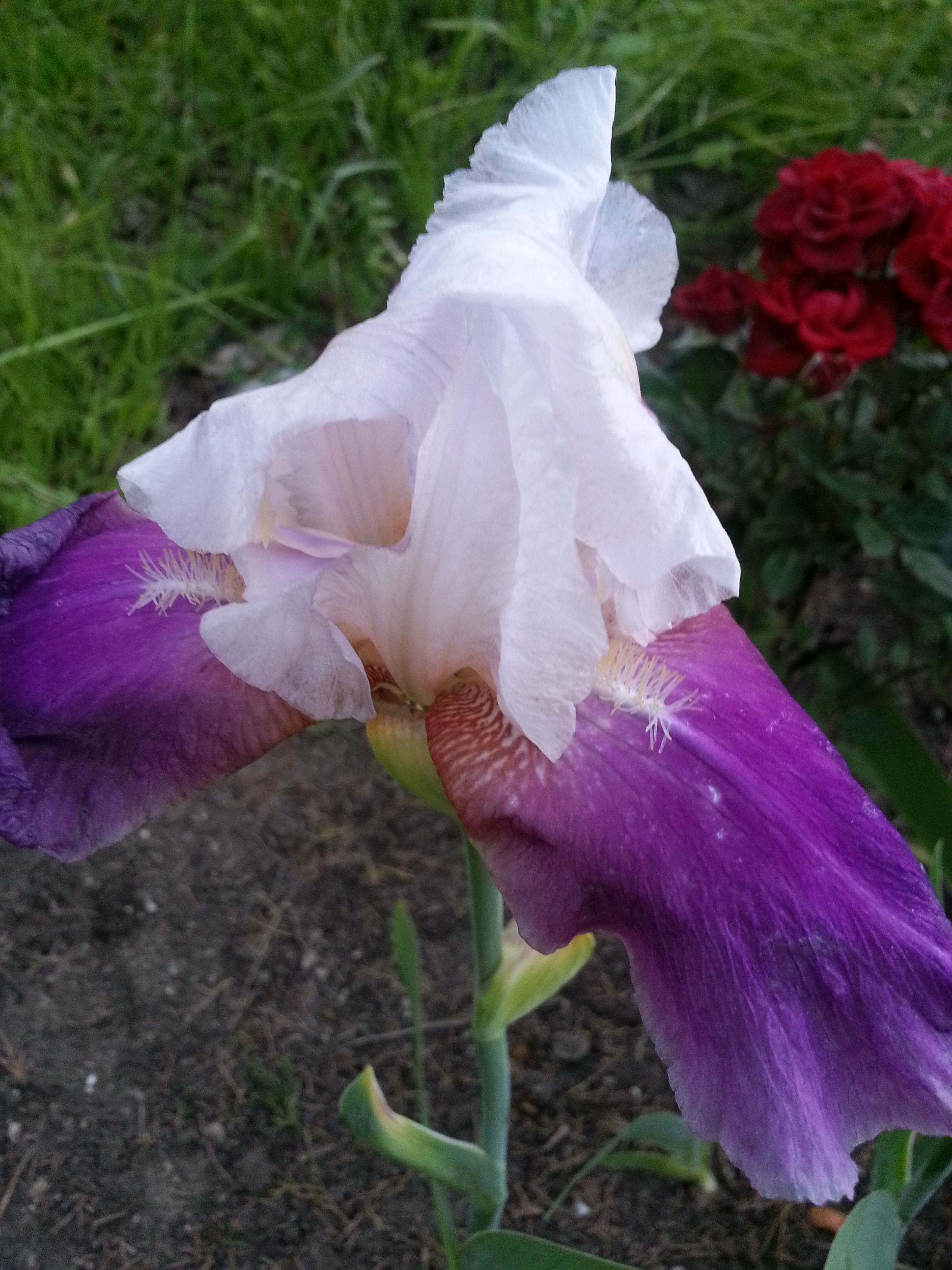 Name:  20130514_194442.jpg
Views: 1409
Size:  2.20 MB