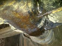 carnage pics-port-moody-20120525-00257.jpg
