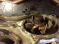 Arizona Roll Call-barnacles-resized.jpg
