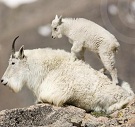 ColoradoMtnGoat's Avatar