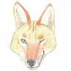 skippycoyote's Avatar