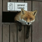 Foxxo's Avatar