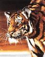 tiger4x's Avatar