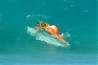 toyotasurfer's Avatar