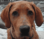 andrew.wetdog's Avatar