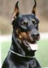 slydog's Avatar