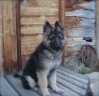 4runnininMT's Avatar