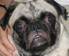 Lowlead's Avatar